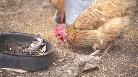 Nahaufnahme-Von-Braunen-Hühnern,-Die-Auf-Dem-Boden-In-Einer-Geflügelfarm-Gefüttert-Werden