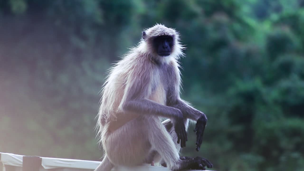 Close‑up of wild langur monkey sitting and scanning its surroundings in lush rainforest. Calm, curious behavior captured beautifully—ideal for wildlife, nature or educational use