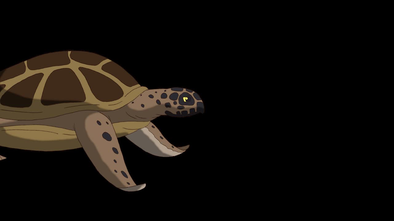 Brown turtle swims underwater 4K alpha mate