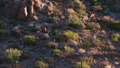 ovejas de cuerno grande lejos en la distancia en una montaña del desierto