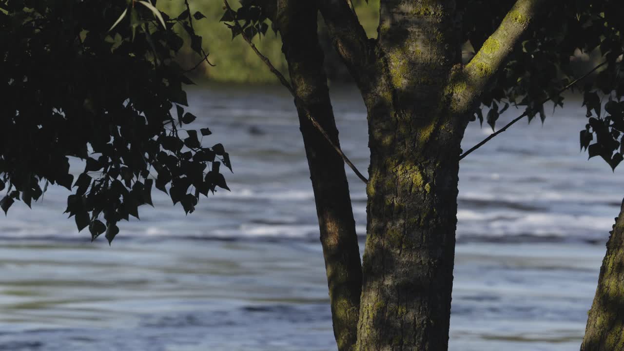 River view through tree branches