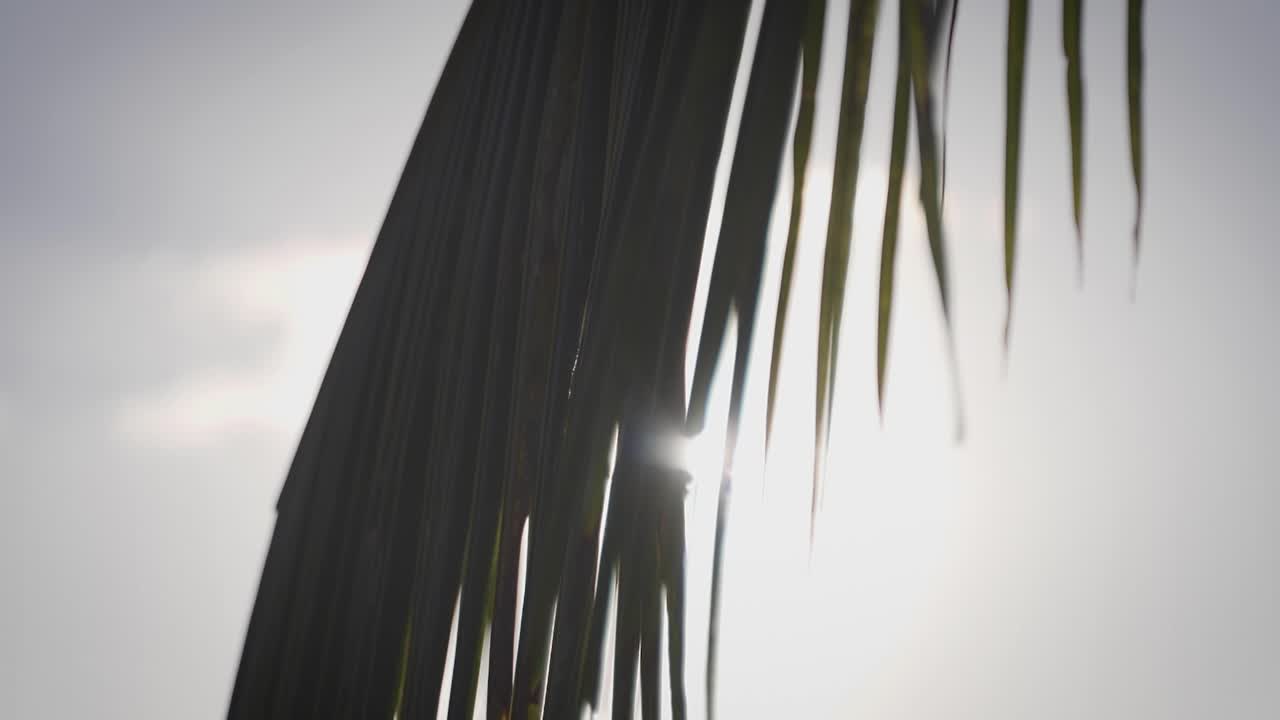 A close up of a palm branch with the sun bursting through it
