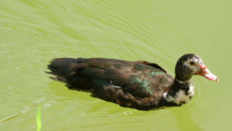 domestic muscovy or barbary duck swims on green water lake or pond - close-up tracking