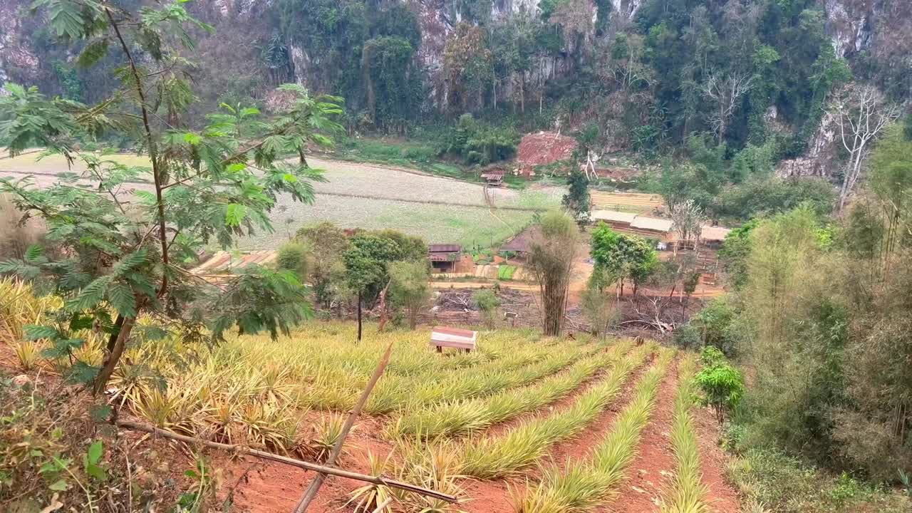 A scenic hillside farm overlooks a valley, with rows of pineapple plants leading down to a small village nestled between towering limestone cliffs and dense forest.