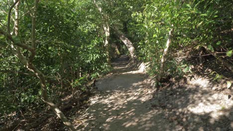 Wanderweg-Inmitten-Des-Grünen-Waldes-In-South-Whitehaven-Beach-In-Whitsundays,-Queensland,-Nordaustralien