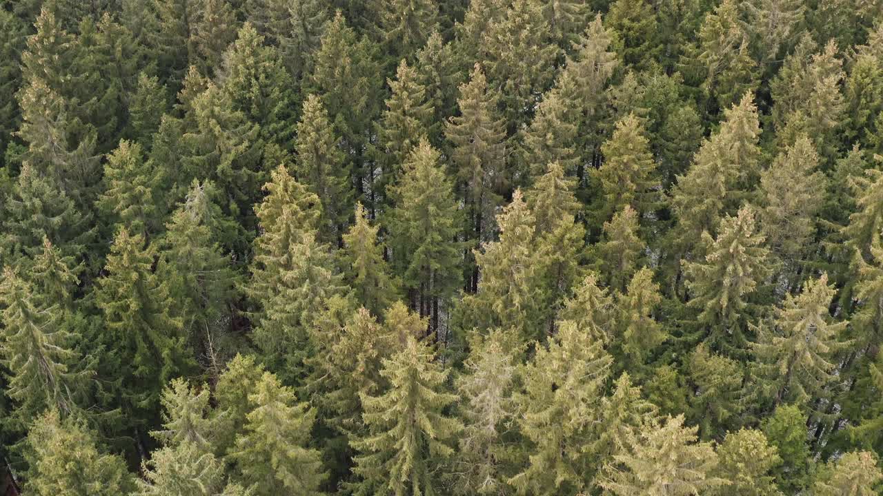 Smooth flight over a green conifer tree forest, pure environment moment with some snow on the ground