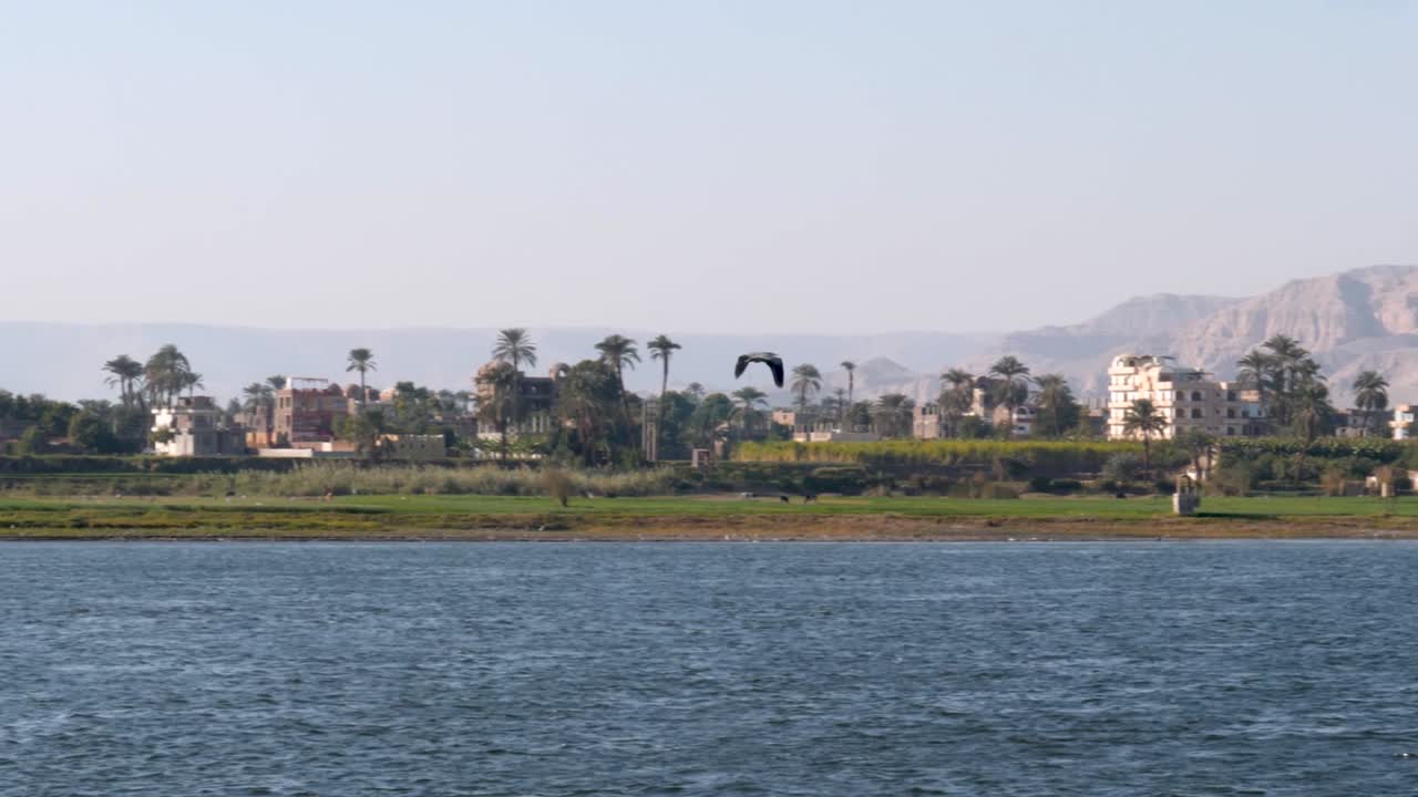 pájaro volando sobre el río nilo con felluca, palmeras y colinas arenosas en el fondo, luxor, egipto