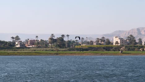 Pájaro-Volando-Sobre-El-Río-Nilo-Con-Felluca,-Palmeras-Y-Colinas-Arenosas-En-El-Fondo,-Luxor,-Egipto