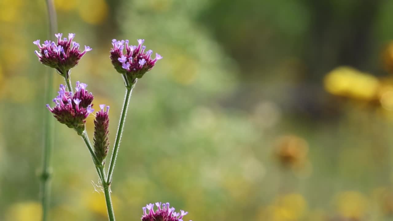 Close-up of vibrant purple flowers with a soft-focus background of yellow blooms in a lush meadow.