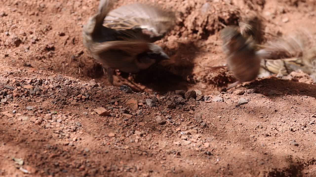 Slow motion shot of two sparrow birds Fighting on sandy desert ground during sunny day,