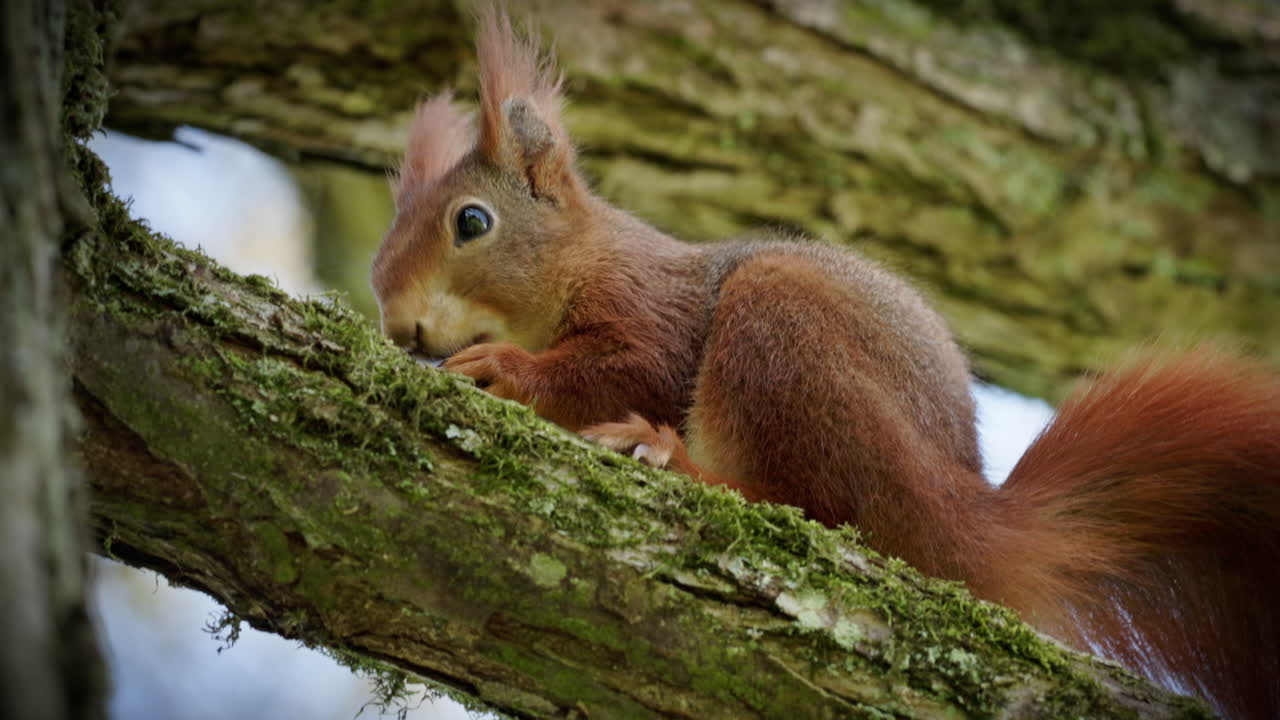 Squirrel sits with a nut on a branch of a tree and eats it with relish. The squirrel is also looking into the camera.