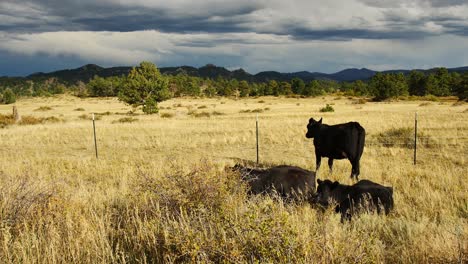 Kuh-Steht-Auf-Einem-Feld-Und-Blickt-Auf-Dunkelblaue-Berge