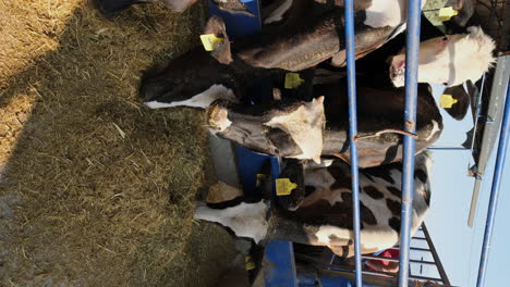 a day in the life of dairy cows: farm fresh excellence