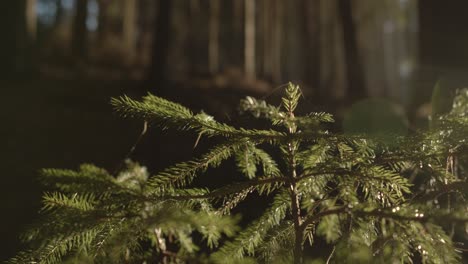 Primer-Plano-Panorámico-De-Aguja-De-Abetos-Iluminación-A-La-Luz-Del-Sol-En-El-Bosque