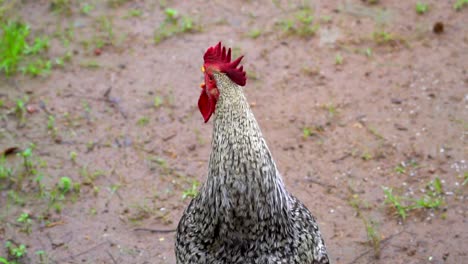 chicken eating rice grains closeup view