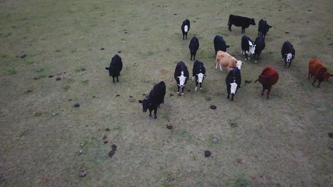 Cattle Herd in a Field