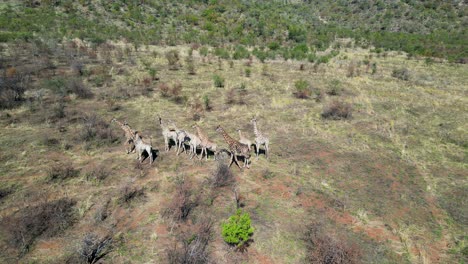 Wilde-Giraffen-In-Rustenburg-Im-Nordwesten-Südafrikas