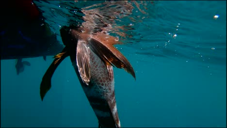 Underwater-release-of-a-striped-snapper-in-slow-motion,-punta-bufeo,-baja-Mexico,-with-bright-blue-water