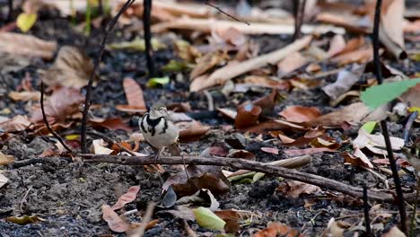 the forest wagtail is a passerine bird foraging on branches, forest grounds, tail wagging constantly sideways