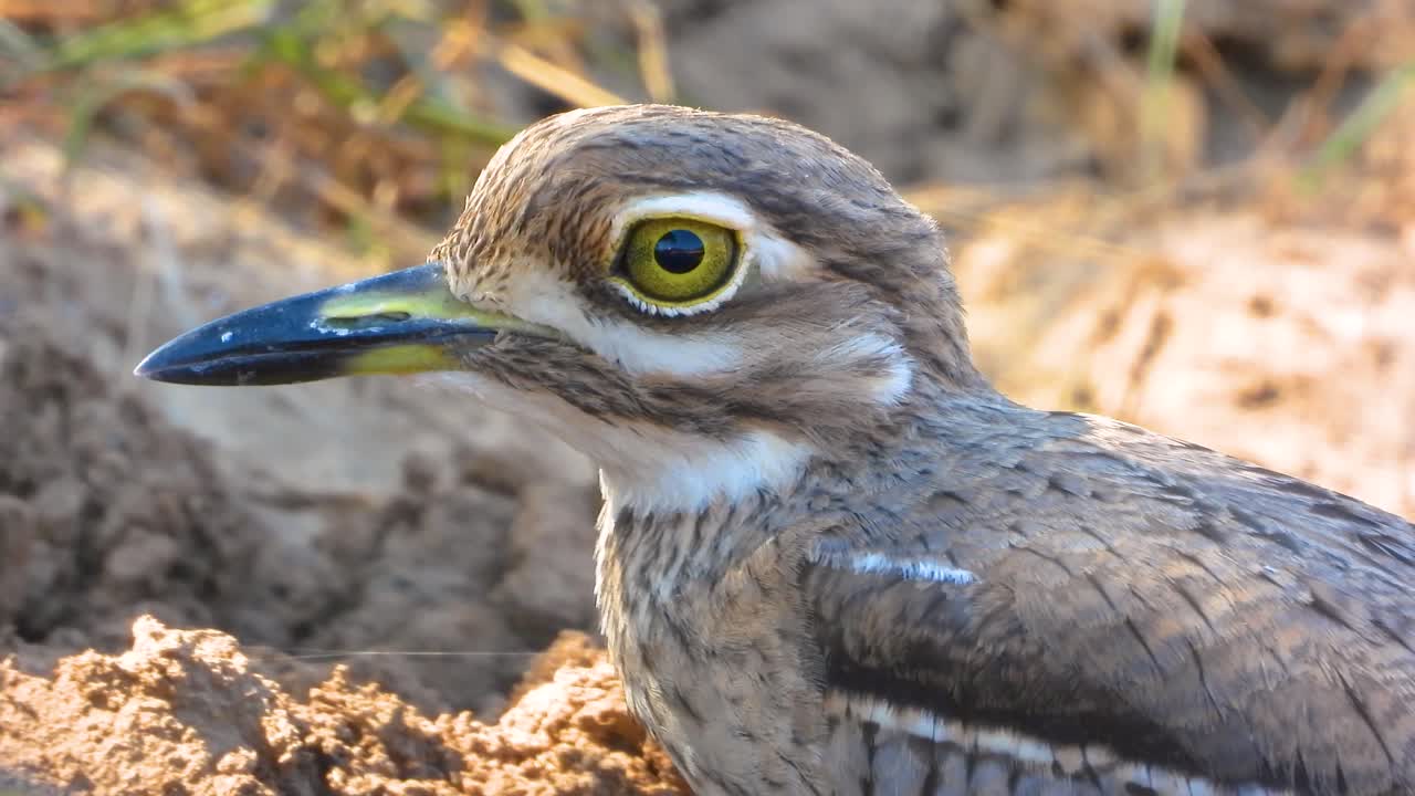 Kruger National Park, South Africa