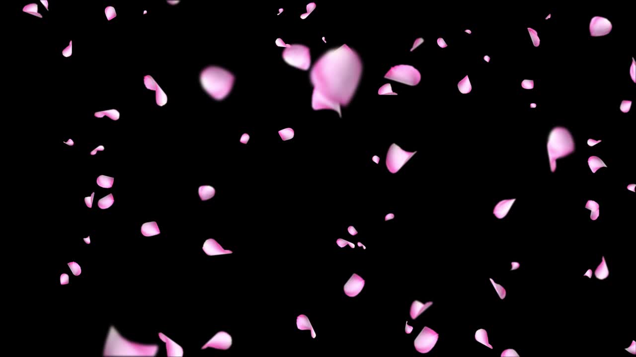 고 회전하는 분홍색 장미 꽃잎이 꽃을 피우고 봄 루프 애니메이션 녹색 화면.