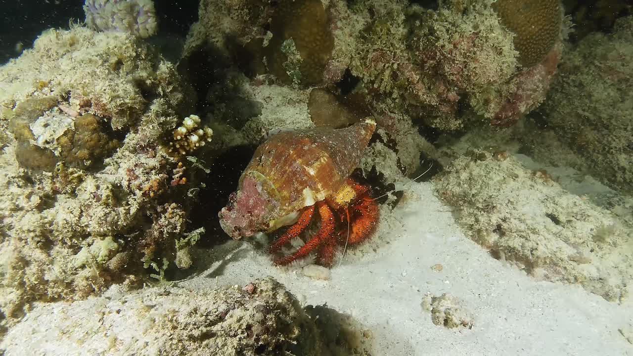 Hermit crab on coral reef at night