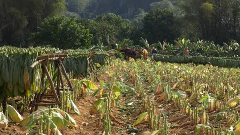 tobacco harvested, gathered and transport to be dried and curated