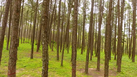 Pan-through-pine-trees-forest-nature-scenery.