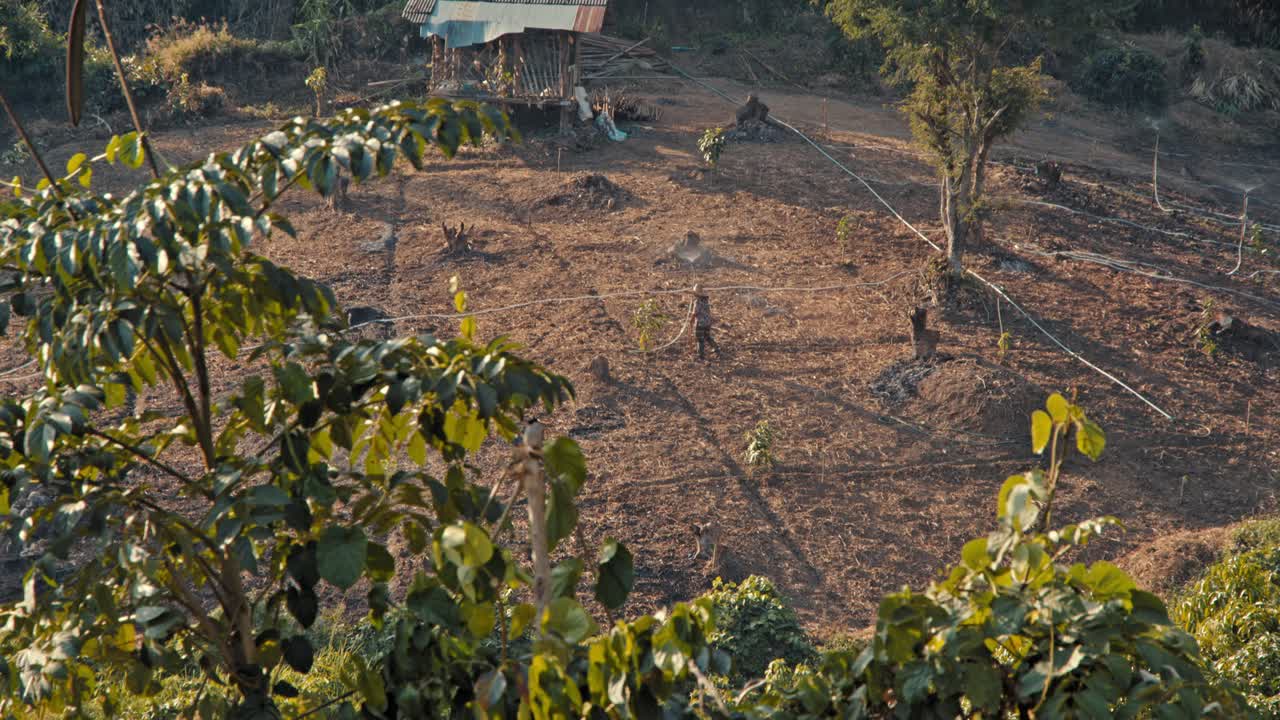 Farming in a hillside plantation