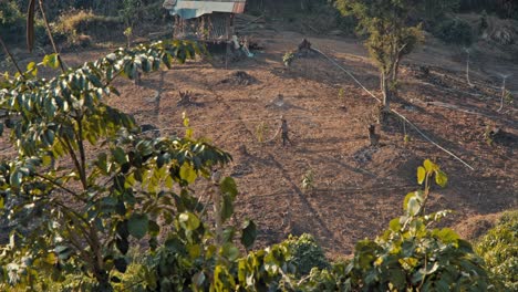 Farming in a hillside plantation