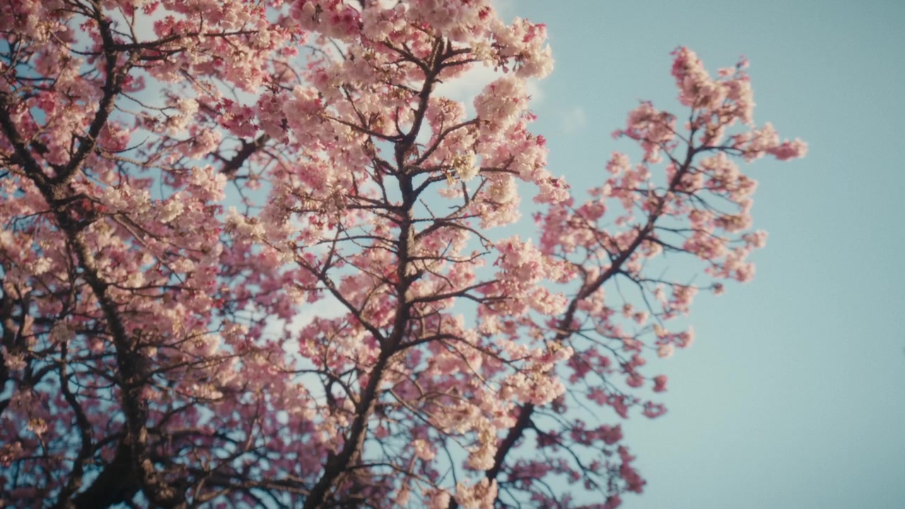 Vivaci fiori di ciliegio Kawazu-zakura rosa fioriscono lungo il fiume Itokawa che attraversa la città di Atami, Giappone, segnando una delle prime fioriture di ciliegio del paese dell'anno.