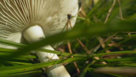 motion to russula mushroom lying in meadow grass in forest