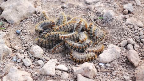 pile of squirming pine processionary moth larva which can cause harm to dogs and other pets