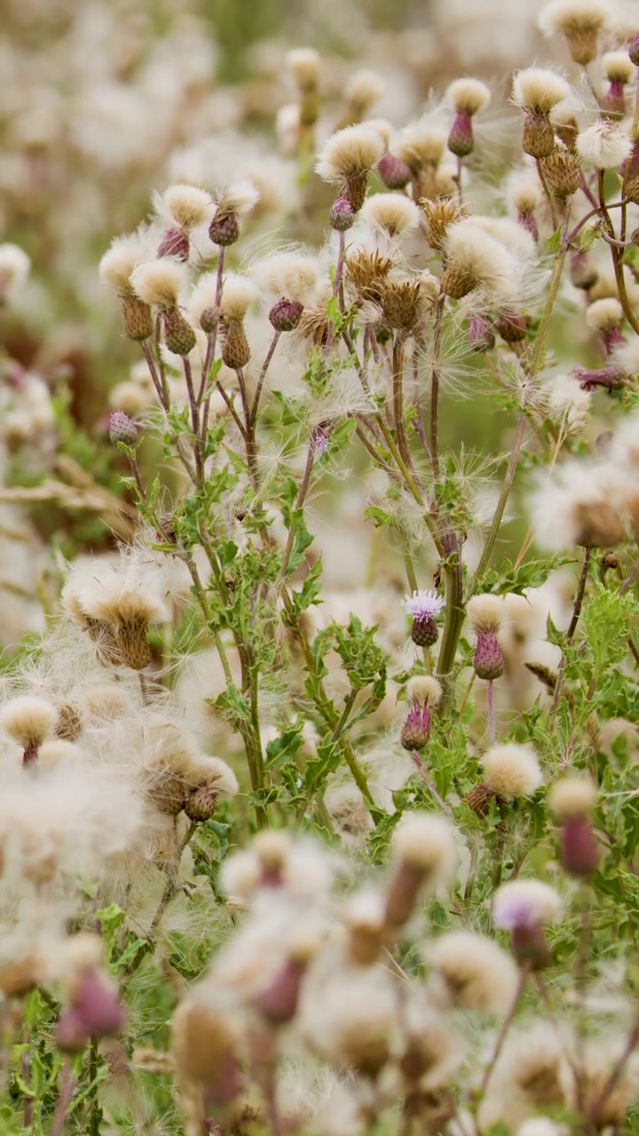 Thistle wildflowers with fluffy seed heads gently move in a sunlit field, captured in a shallow depth of field with soft, natural lighting