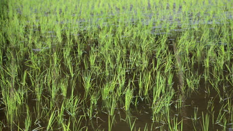 rice cultivation in kerala paddy field in wet land ,indian rice cultivation ,baby rice plants