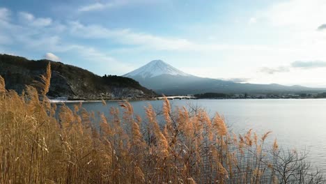 Drone-rising-and-revealing-Mount-Fuji-behind-reef-at-Lake-Kawaguchiko-in-Japan