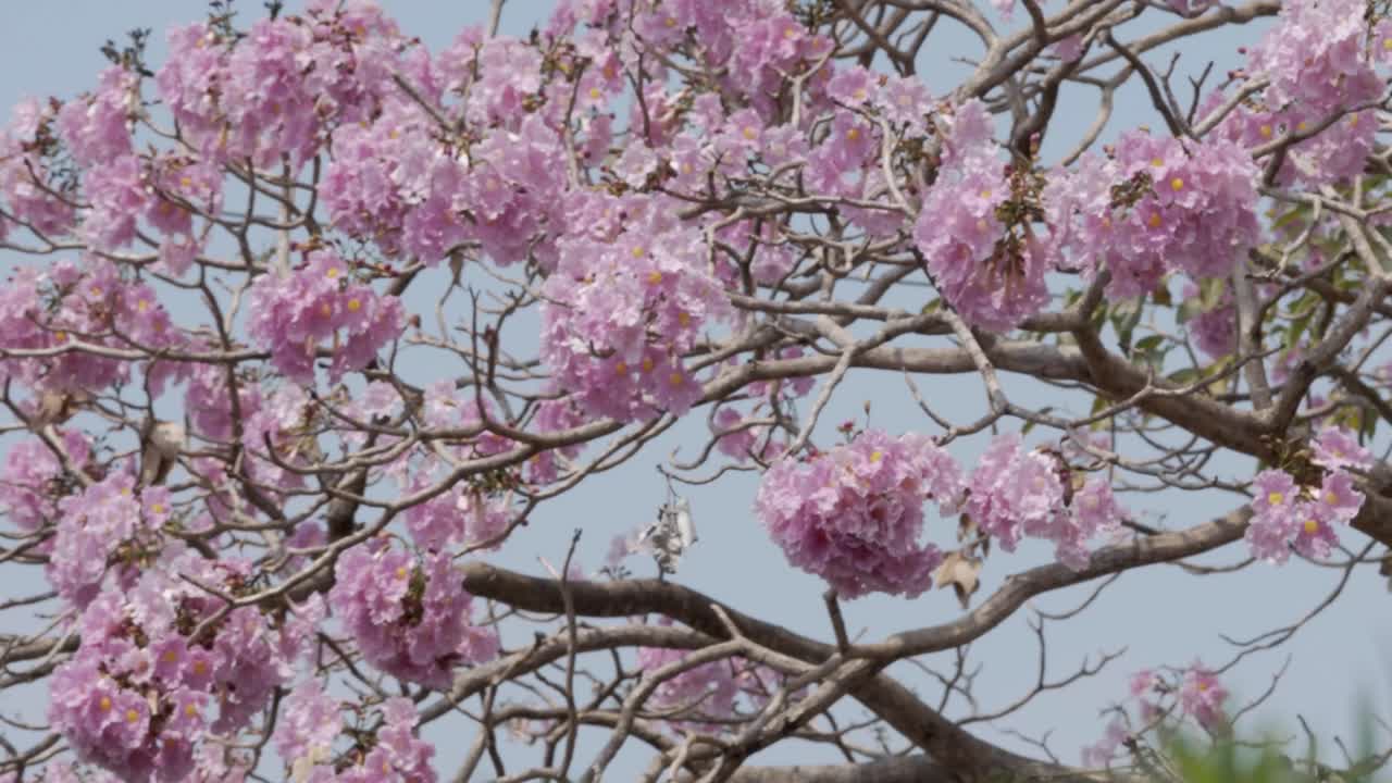 Close Up Shot of Blossomed Savannah Oak Branches