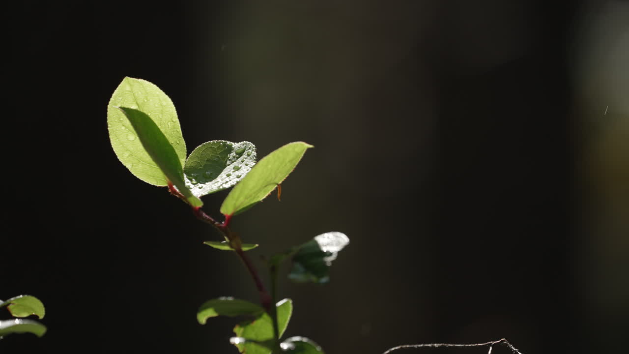 gotas de lluvia en el follaje con luz solar en bosques forestales