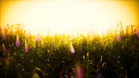 wild field flowers at summer sunset