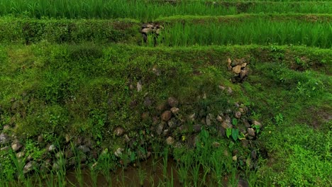 Drone-De-Bajo-Vuelo-Sobre-El-Campo-De-Arroz-Verde-En-Pasos-En-Filipinas