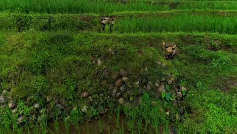 low flying drone above green rice paddy field in steps in the phillippines