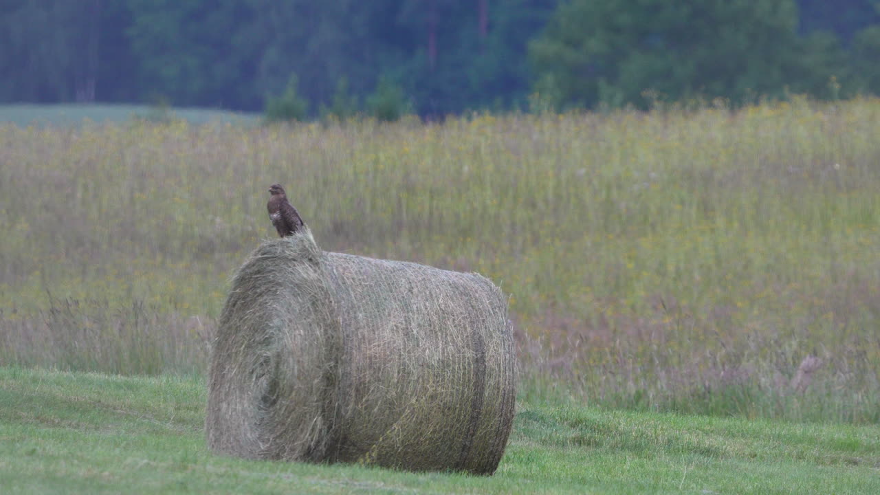 bird of prey, likely a common buzzard (often mistaken for an eagle due to its posture) perches on top of a large round hay bale in a wide rural field, surrounded by wild grasses and distant tree lines