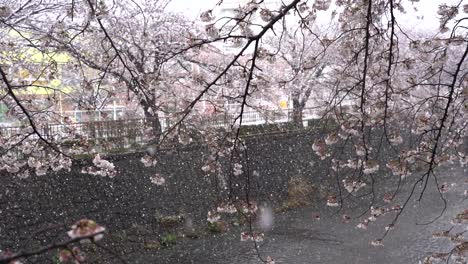 el maravilloso paisaje de la caída de nieve en los coloridos cerezos en flor en japón - gran plano