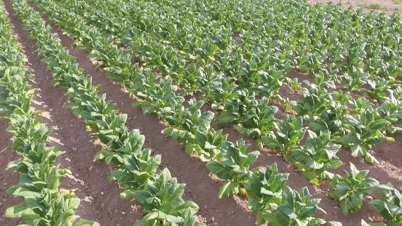 Rows of tobacco plants in a field