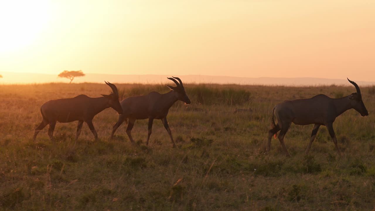 cámara lenta de la vida silvestre africana al atardecer, vida silvestre de kenia animales de safari en áfrica, topi caminando al amanecer en la hermosa hora dorada naranja luz del sol luz del sol en el paisaje de la sabana