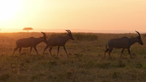 Cámara-Lenta-De-La-Vida-Silvestre-Africana-Al-Atardecer,-Animales-De-Safari-De-La-Vida-Silvestre-De-Kenia-En-África,-Topi-Caminando-Al-Amanecer-En-La-Hermosa-Luz-Del-Sol-De-La-Hora-Dorada-Naranja-En-El-Paisaje-De-La-Sabana