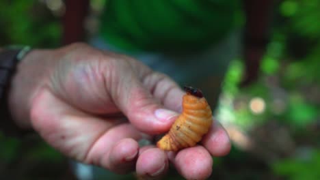 a wildlife coconut beetle worm filled with protein for locals to eat, found inside of tree and forest