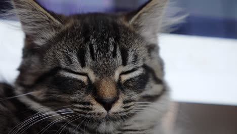 depresión soñoliento cansado trastornado infeliz débil maincoon gato