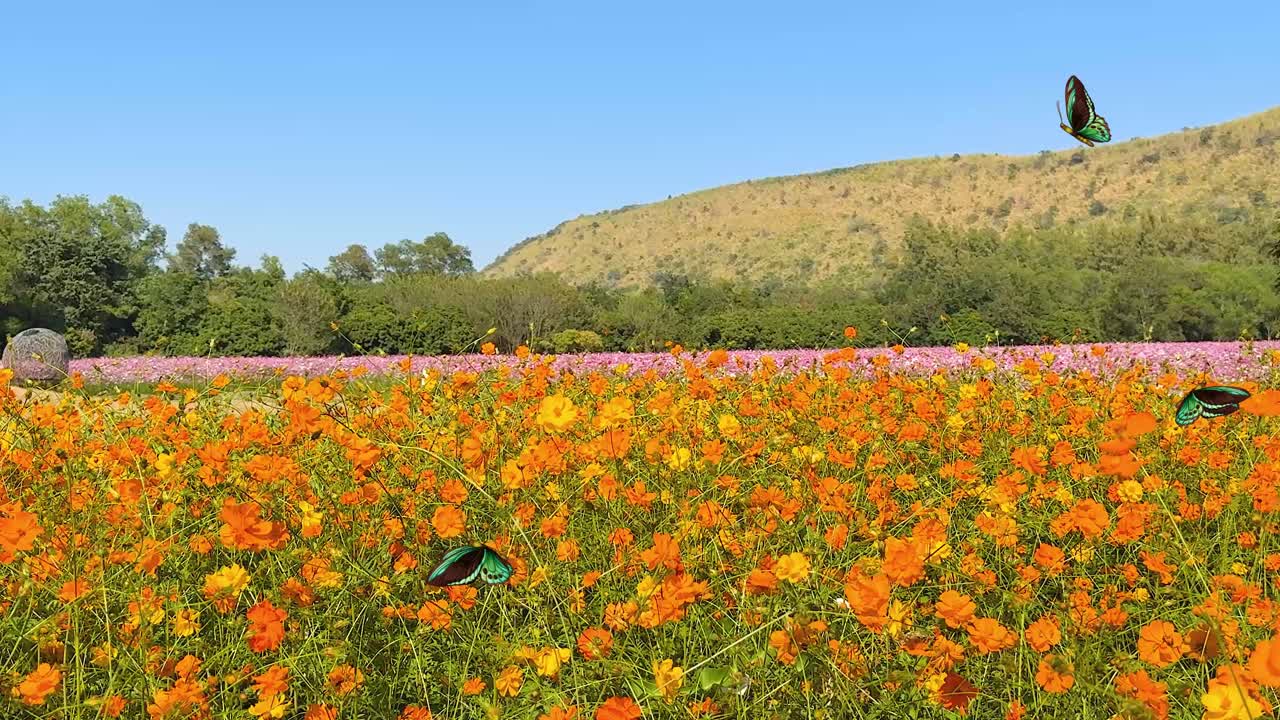 Butterflies gracefully flutter over a colorful field of flowers under a clear blue sky, creating a serene and lively scene