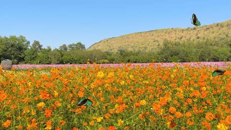 butterflies gracefully flutter over a colorful field of flowers under a clear blue sky, creating a serene and lively scene